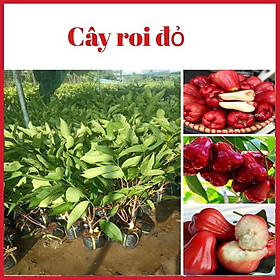 Cây roi đỏ An Phước quả to màu đỏ đẹp mắt