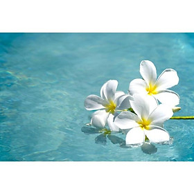 Tranh treo tường hoa sứ-hoa đại khung viền composite 3 màu vàng-trắng-đen, tặng kèm đinh treo tranh ko cần khoan tường