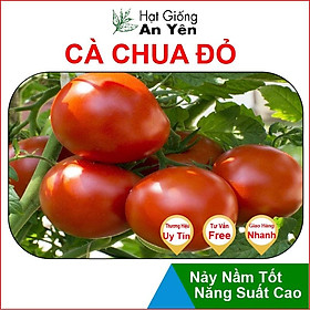 Hạt giống Cà Chua To Ấn Độ thu hoạch sớm, dễ trồng, nảy mầm cao, sinh trưởng khoẻ