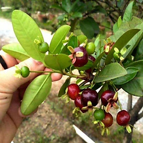 Mua Cây cherry Brazil giống  cây nhập khẩu giá trị cao đang hot