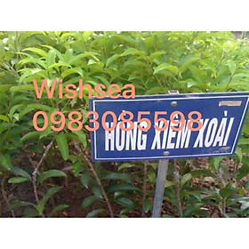 Mua Cây hồng xiêm xoài