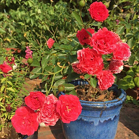 Hoa hồng Chum Son siêu hoa-bầu to cây lớn trưởng thành
