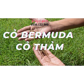 Hạt giống cỏ thảm Barmuda 200g (cỏ chỉ, cỏ gà) - cỏ sân vườn, công trình, chăn nuôi