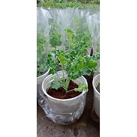 Mua Cây Cải kale