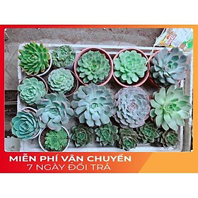 Mua Sen Đá Size Đại