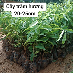 Conbo 5 cây giống trầm hương lấy gỗ, cây cao 20-25cm
