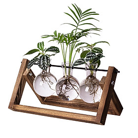 Mua bộ bình kệ gỗ để bàn trồng cây cảnh mini