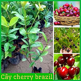 Mua Cây cherry Brazil nhiệt đới dễ trồng chịu nhiệt tốt 1 năm ra quả