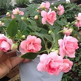 Hạt giống hoa ngọc thảo kép mix màu dể trồng f1 - gói 10 hạt