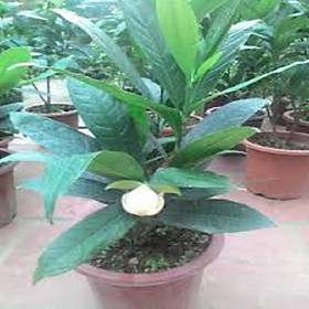 Mua Cây hoa Dạ Hợp nở hoa màu trắng  to và rất thơm - Ý NGHĨA