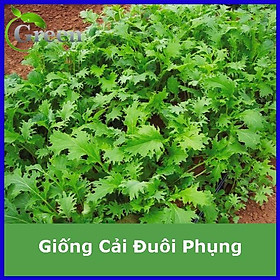 Mua Hạt Giống Rau Cải Đuôi Phụng Dễ Trồng
