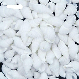Mua 50 Vỏ ốc trắng mini trang trí.