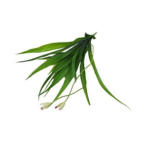 Mua Cụm lan trang trí