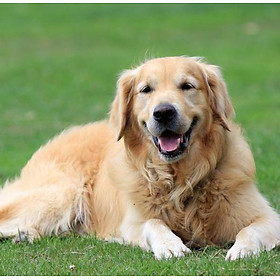 Nat and Jules Sitting Large Golden Retriever Dog Children's Plush Stuffed Animal Toy