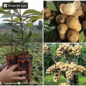 Cây giống bòn bon  ảnh thật có bán sỉ