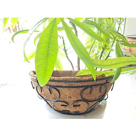 Mua Giỏ hoa Xơ Dừa Hình Bán Nguyệt
