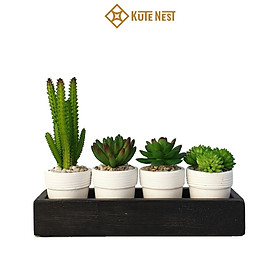 Mua Chậu cây sen đá tiểu cảnh mini để bàn  chậu hoa sen đá với khay gỗ - Quà tặng sinh nhật  bạn bè  đồng nghiệp - Kute Nest - Evergreen Life