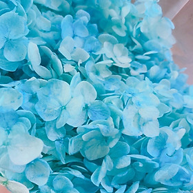 Mua Hoa Cẩm Tú Cầu Hoa Khô Nguyên Liệu Làm Handmade đổ resin