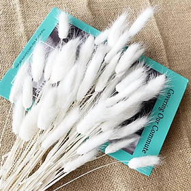 Mua Set 20 Bông Cỏ Đuôi Thỏ Khô - Hoa Khô Tuyệt Đẹp Làm Phụ Kiện Chụp Ảnh  Trang Trí Nhà Cửa