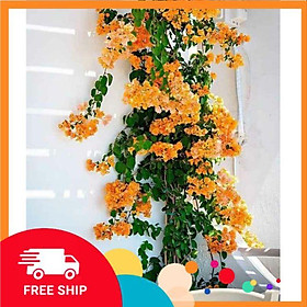 Mua Chậu hoa giấy vàng leo.... siêu hoa