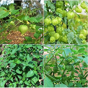 Mua Hạt Giống Rau Tầm Bóp - 1 gói 0 2gram