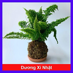 Mua Cây Dương Xỉ Nhật - cây cảnh để bàn + tặng phân bón