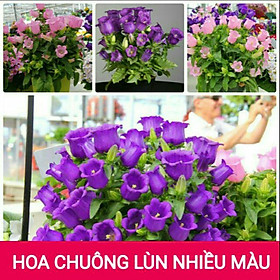 Hạt giống Hoa Chuông lùn nhiều màu dễ trồng Campanula seeds