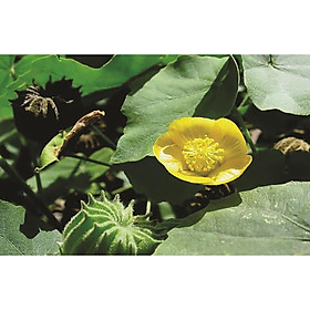 Cây cối xay giống