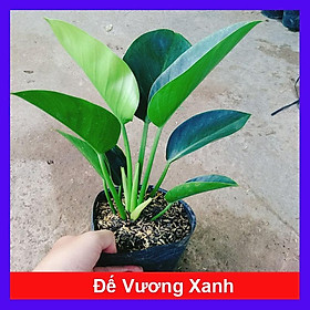 Trầu Bà Đế Vương Xanh - cây cảnh để bàn + tặng phân bón cho cây