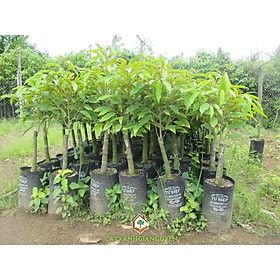 Cây Giống Sầu Riêng Thái Ghép Chuẩn Cao Trên 70cm tặng 2 cây chè xanh