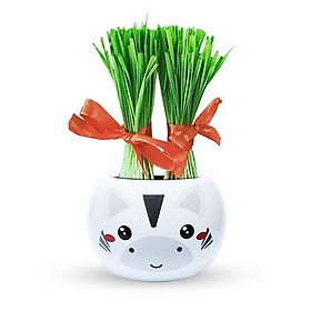 Africa animals - Chậu cây trồng Agrioly Grass Kit - hình NGỰA VẰN và hạt giống tiêu chuẩn của Úc.