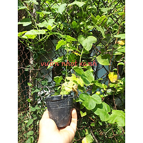 Mua Cây Lạc Tiên  Chùm Bao  Nhãn Lồng