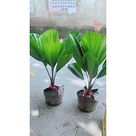 Cây Cọ Nhật Hàng Thấp 70cm