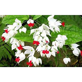 Mua Cây giống hoa Ngọc nữ (rồng phun ngọc