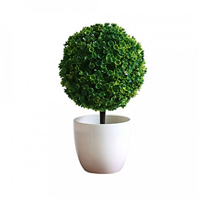Hoa Lan Giả DIY