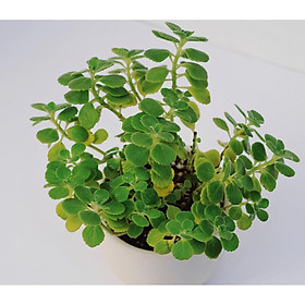 Cây nhất mạt hương kèm chậu