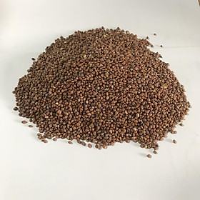 Mua Gói 500g Hạt giống rau mầm Củ Cải Trắng