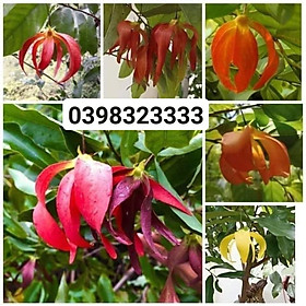 Mua Cây hoa dẻ thơm màu đỏ