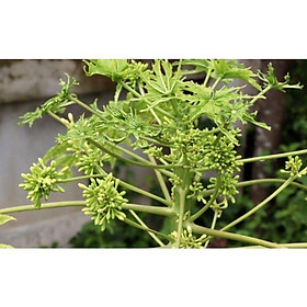 Mua cây giống đu đủ đực nhiều hoa