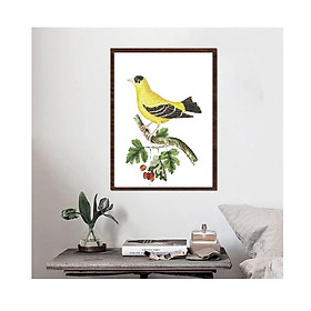 Tranh canvas treo tường  phong cách vintage cổ điển,- bird golden finch,Tranh Canvas PVP-DC164, Kèm khung màu gỗ