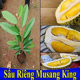 Mua CÂY GIỐNG SẦU RIÊNG MUSANKING