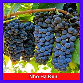 Mua Cây Nho Hạ Đen Không Hạt - cây ăn quả + tặng phân bón cho cây mau lớn