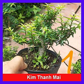 Mua Cây Kim Thanh Mai - cây cảnh bonsai để bàn