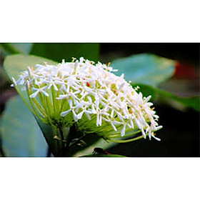 Hoa mẫu đơn trắng, đơn ta, hoa rất thơm,