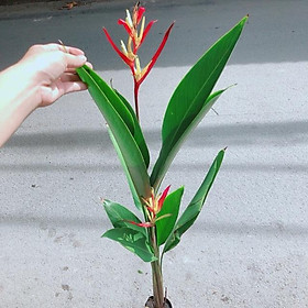 Mua Cây Chuối Mỏ Két