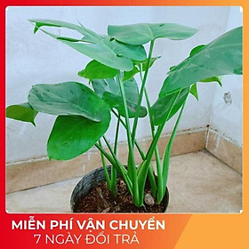 Cây Môn Lá Rách ( Phật Bà Lá Rách)