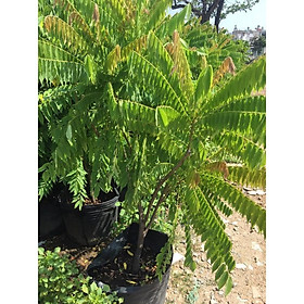 Mua cây khế tàu hình thật(khế thái)