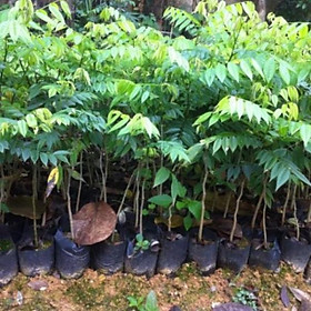 Mua Cây giống sưa đỏ
