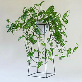 Mua Kệ cây cảnh đơn giản cho ngôi nhà hiện đại