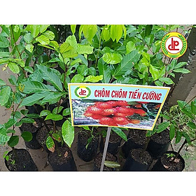 Mua Cây giống Chôm Chôm Tiến Cường .